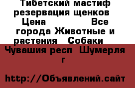 Тибетский мастиф резервация щенков › Цена ­ 100 000 - Все города Животные и растения » Собаки   . Чувашия респ.,Шумерля г.